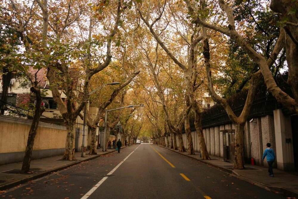8-Sycamore -trees-in-the-French-concession.jpg